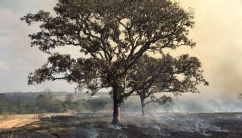 incendio-atinge-fazenda-e-reserva-de-mata-nativa-na-regiao-de-bauru