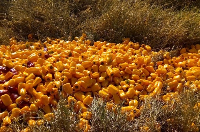 Arealva: com preo baixo, 3 mil kg de pimentes so descartados