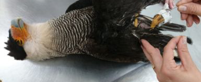 gaviao-quase-perde-asa-por-causa-de-cerol