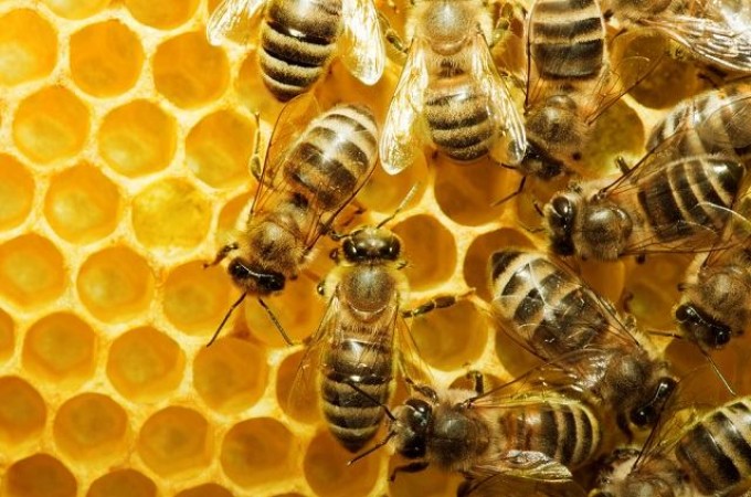 Apicultores de SP enfrentam a morte de milhes de abelhas