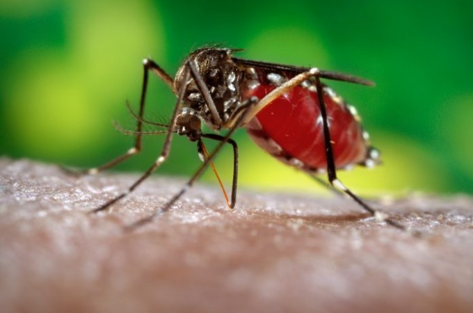 Vigilncia Epidemiolgica: Populao deve denunciar focos de Dengue