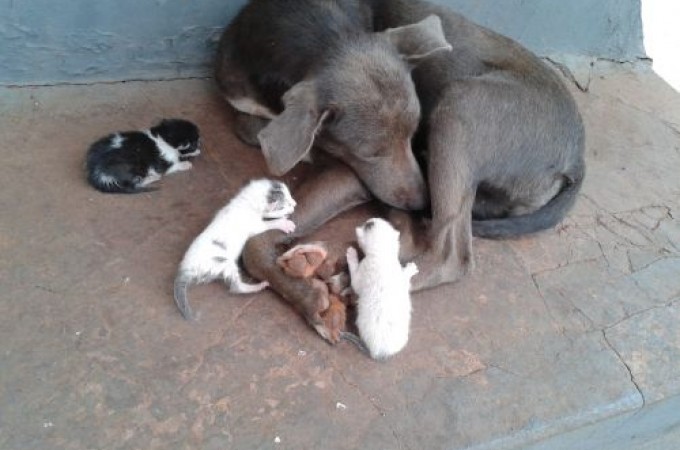 Cadela 'adota' filhotes de gato no cemitrio de Bocaina
