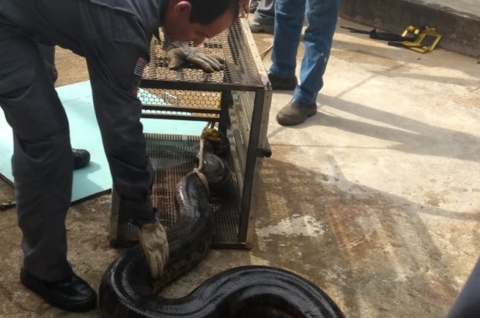 Cobra sucuri de 6 metros  resgatada de rea de captao de gua