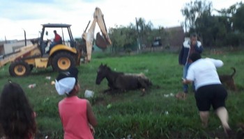 animal-doente-foi-encontrado-abandonado-no-jd.-nova-ibitinga