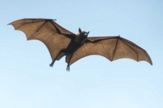 Botucatu: Vigilncia encontra morcego infectado com vrus da raiva