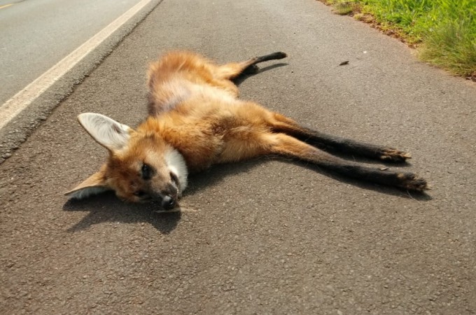 Lobo-guar  encontrado morto em rodovia da regio de Bauru