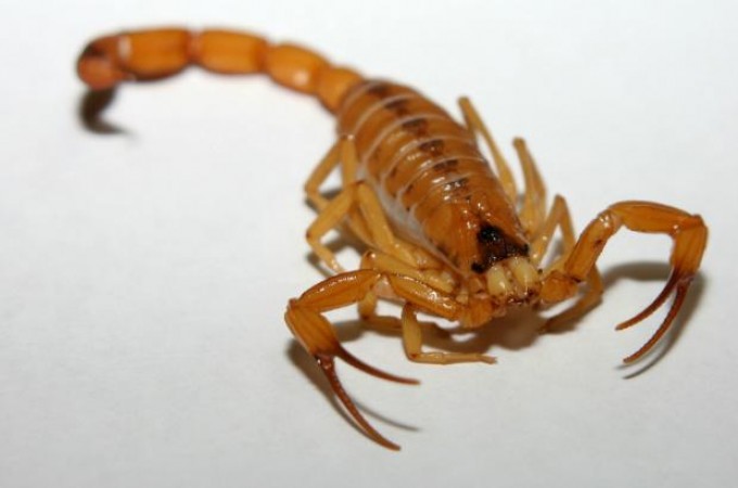 Picada por escorpio provoca morte na regio