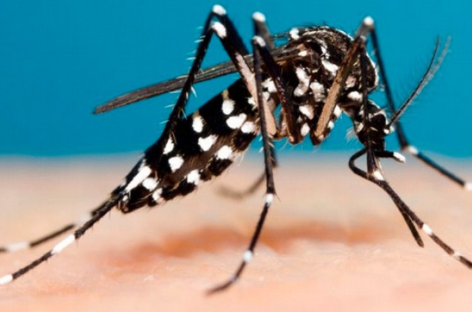 Ibitinga oferece risco de alerta de contgio de dengue
