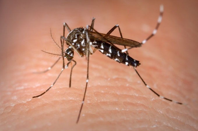 Contgio de Dengue em Ibitinga foi reduzido em 43,9 % em um ano