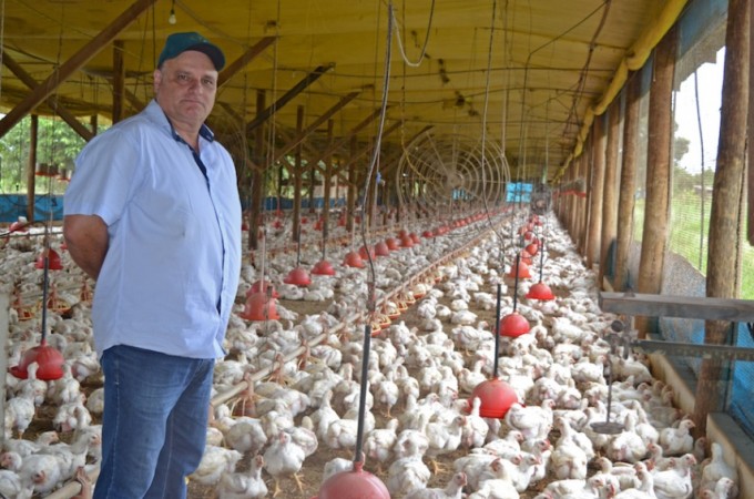 Investir em avicultura garante retorno ao produtor rural