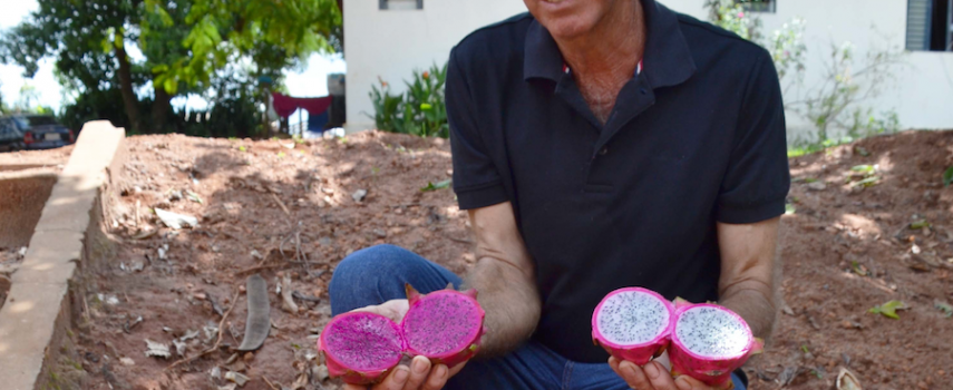 producao-de-pitaya-ganha-espaco-na-agricultura