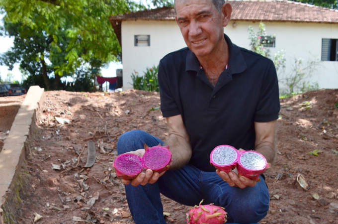 Produo de pitaya ganha espao na agricultura