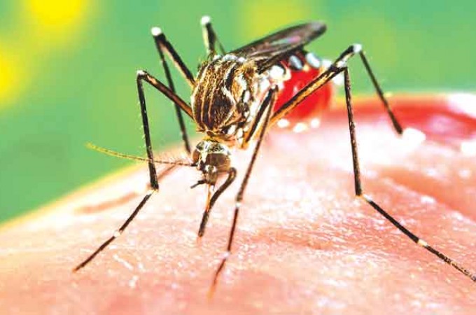 Ibitinga:quase 8% das casas possuem criadouros do mosquito da dengue