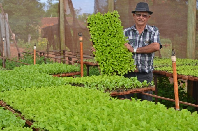 Investimento na produo de hortalias  uma tima opo rentvel