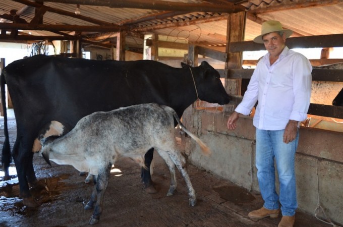 Produtor Rural investe em gado de leite