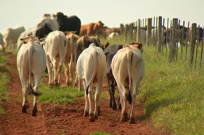 Furtos de gado preocupam pecuaristas do Centro-Oeste de SP