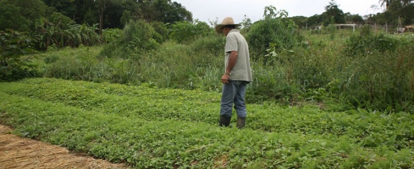 ministerio-suspende-mais-de-126-mil-declaracoes-de-aptidao-ao-pronaf