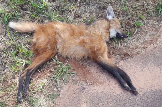 Fmea adulta de lobo-guar morre atropelada na rodovia Bauru-Iacanga