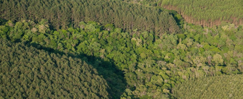 apa-de-ibitinga-promove-palestra-sobre-sistemas-agroflorestais