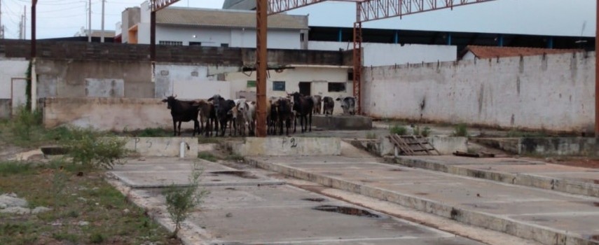 policia-recupera-gado-furtados-de-propriedade-rural-em-aracatuba