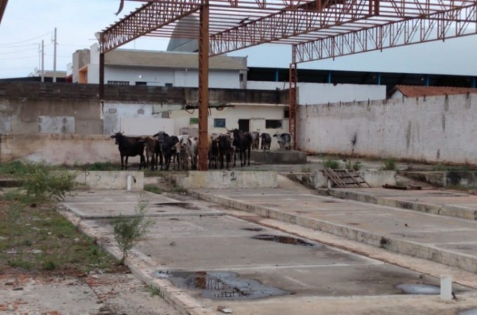 Polcia recupera gado furtados de propriedade rural em Araatuba