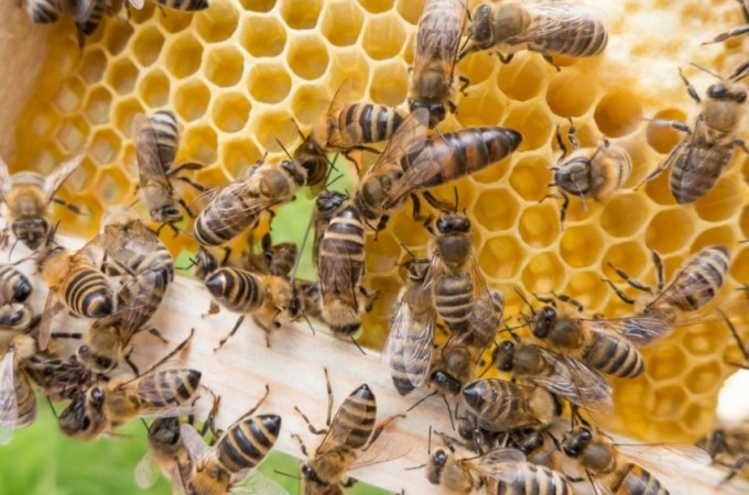  Idoso morre aps ser picado por abelhas na zona rural de Bariri