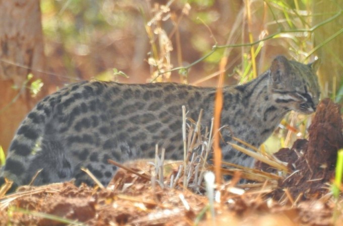 Araraquara: Em risco de extino, gato-do-mato  visto na rea rural