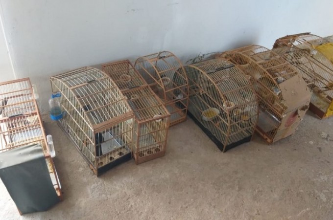 Polcia Ambiental recupera 19 aves nativas em So Jos do Rio Pardo 