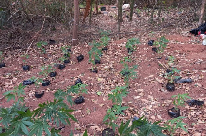 Ibitinga: Denncia Annima leva PM desarticular plantao de Maconha