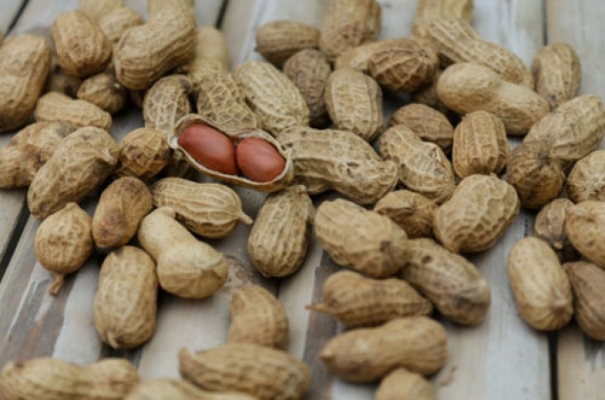 Cultivo de amendoim leva resultados positivos aos agricultores de SP
