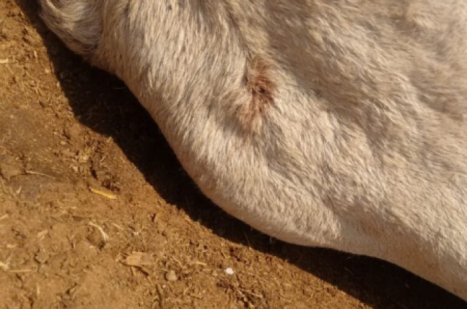 Iacanga: Polcia Civil investiga abate de gado em stio