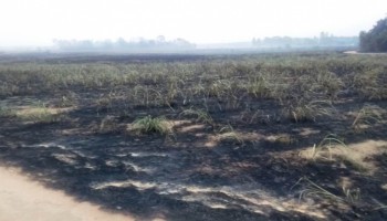 pirassununga-pm-ambiental-aplica-multa-de-rs-2835-mil-por-queimada