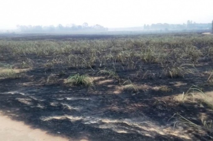 Pirassununga: PM Ambiental aplica multa de R$ 283,5 mil por queimada