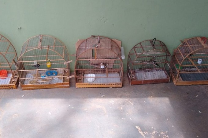 Ibitinga: PM Ambiental aplica multa de 4,5 mil por aves silvestres