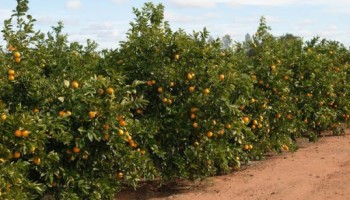 falta-de-chuva-causa-queda-de-produtividade-de-laranja-em-ibitinga