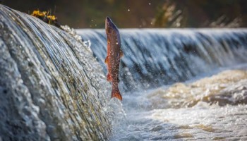 populacao-pode-denunciar-pesca-irregular-na-epoca-de-piracema