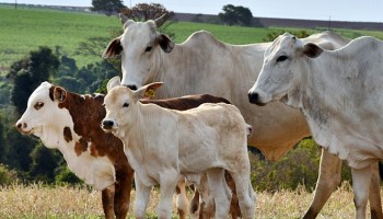 sebrae-oferece-tres-cursos-gratuitos-para-agricultores