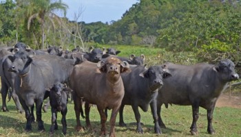 sindicato-rural-alerta-vacinacao-contra-febre-aftosa-comecou-dia-1o