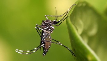 ibitinga-fica-em-alerta-com-confirmacao-de-casos-de-dengue-em-2021