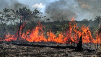 como-realizar-uma-denuncia-na-policia-militar-ambiental