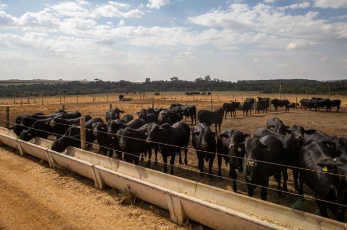 Abate de bovinos no primeiro trimestre tem menor nvel desde 2009