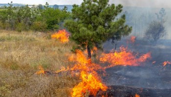 governo-de-sp-promove-campanha-para-prevenir-incendios-florestais