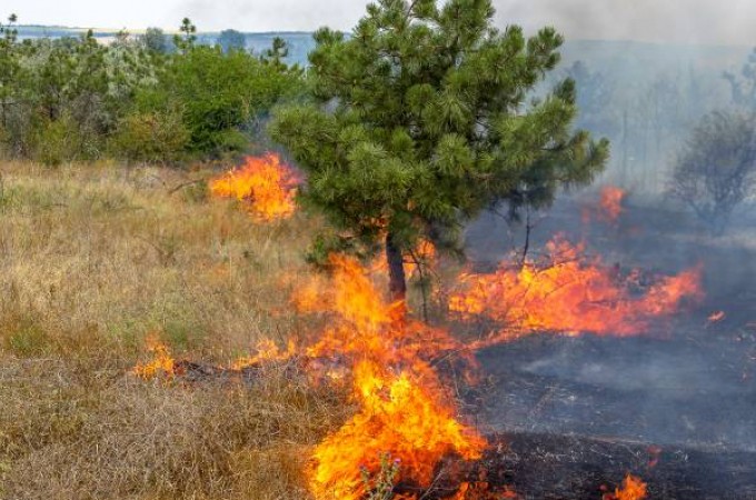 Governo de SP promove campanha para prevenir incndios florestais