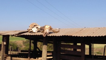 borborema-dono-de-acougue-e-autuado-por-abate-ilegal-de-animais