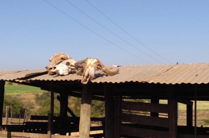 Borborema: Dono de aougue  autuado por abate ilegal de animais