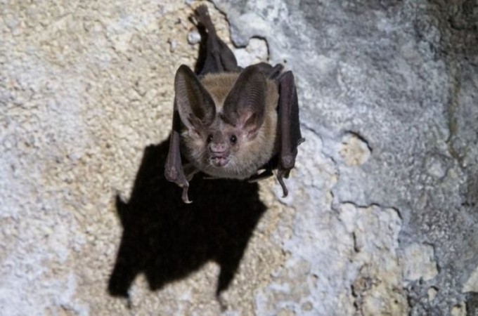 Morcego com vrus da raiva  encontrado em casa de Rio Claro