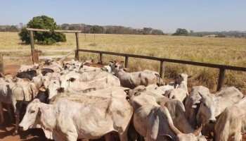 empresario-e-procurado-apos-deic-encontrar-gado-roubado-em-borborema