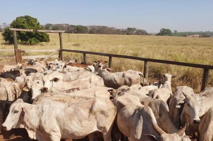 Empresrio  procurado aps Deic encontrar gado roubado em Borborema