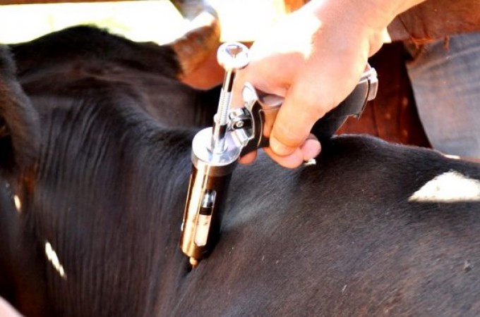 Sindicato Rural segue com entrega do relatrio de aftosa