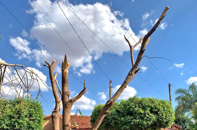 PM Ambiental identifica poda drstica no Jd. Maria Luiza II